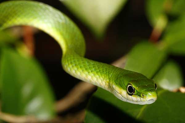 Wąż trawny (Opheodrys aestivus)