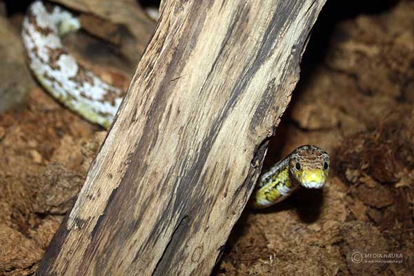 Wąż zbożowy (Pantherophis guttatus)