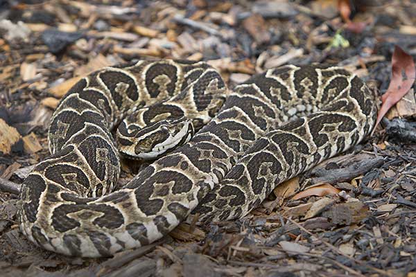 Żararaka urutu (Bothrops alternatus)