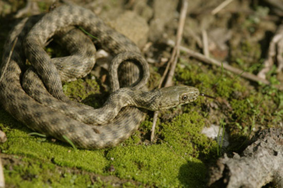 Zaskroniec rybołów (Natrix tessellata)