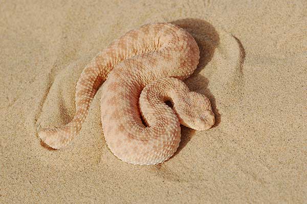 Żmija Awicenny (Cerastes vipera)