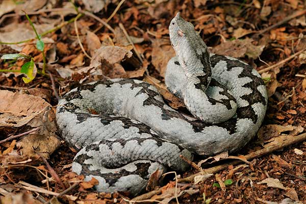 Żmija nosoroga (Vipera ammodytes)