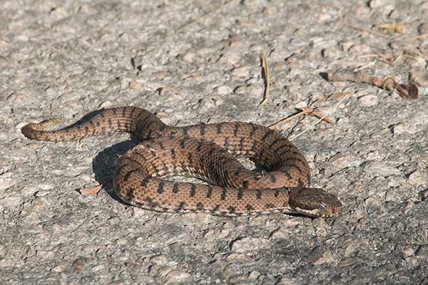 Żmija żebrowana (Vipera aspis)