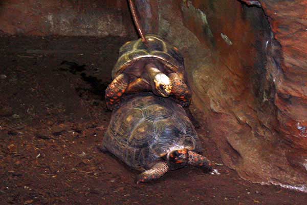 Żółw brazylijski, żabuti leśny (Geochelone denticulata)