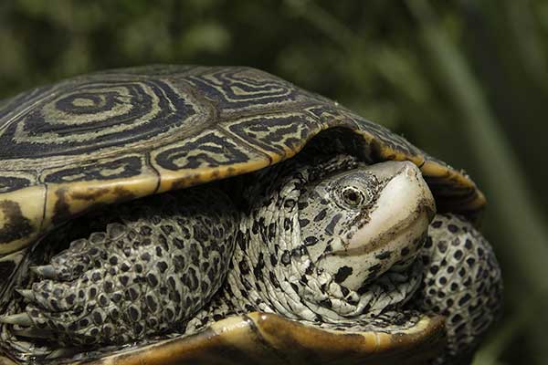 Żółw diamentowy (Malaclemys terrapin)