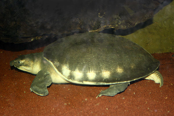 Żółw dwupazurzasty, żółw miękkoskóry (Carettochelys insculpta)