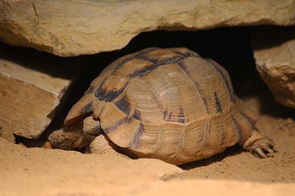 Żółw egipski (Testudo kleinmanni)