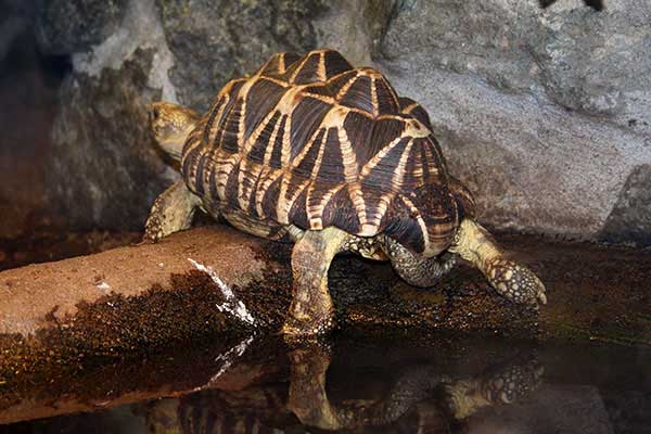 Żółw gwiaździsty birmański (Geochelone platynota)
