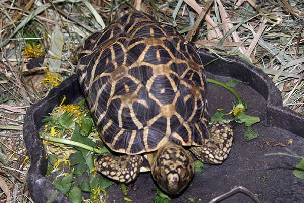 Żółw gwiaździsty (Geochelone elegans)