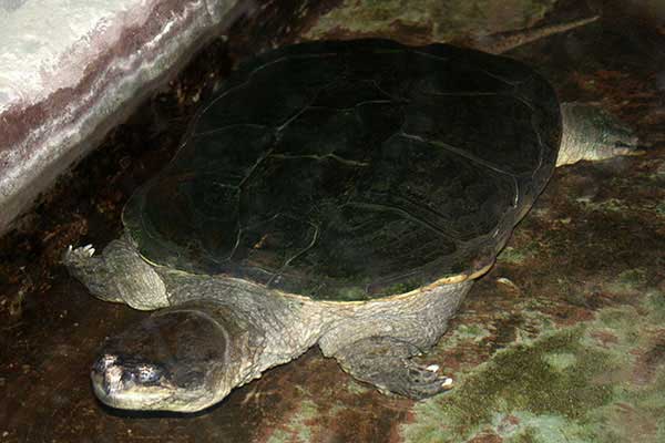 Żółw jaszczurowaty, żółw kajmanowy (Chelydra serpentina)