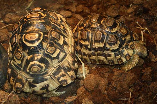 Żółw lamparci (Geochelone pardalis)