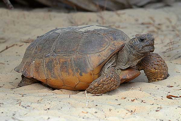 Żółw norowy (Gopherus polyphemus)