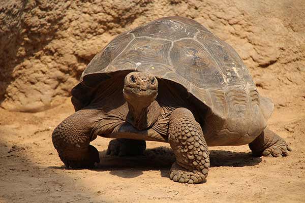 Żółw olbrzymi (Geochelone gigantea)