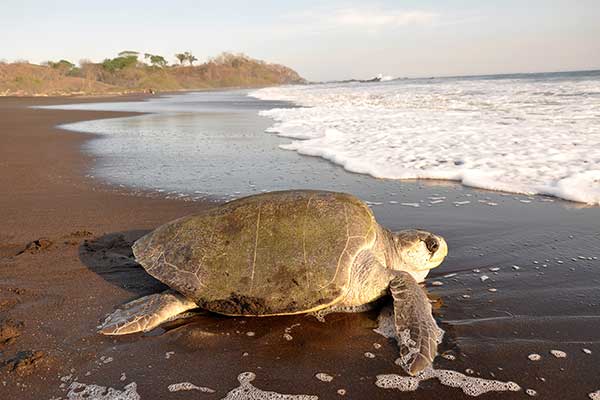 Żółw oliwkowy (Lepidochelys olivacea)