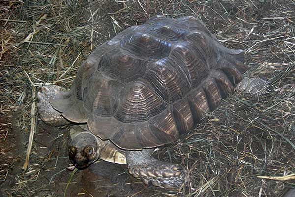 Żółw pustynny (Centrochelys sulcata)