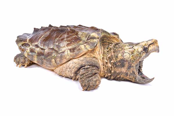 Żółw sępi (Macroclemys temminckii)