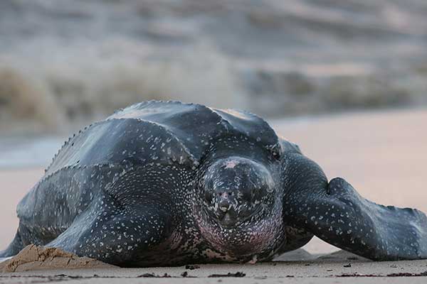 Żółw skórzasty (Dermochelys coriacea)