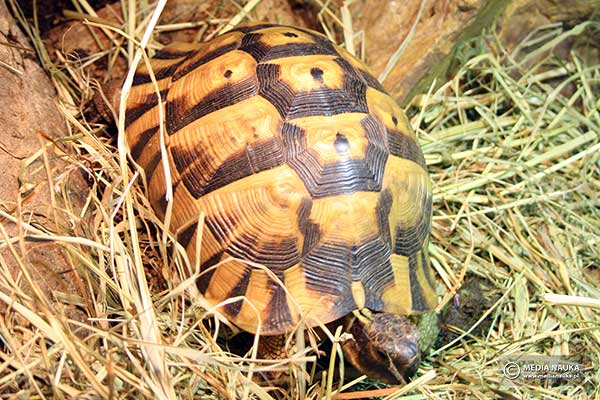 Żółw śródziemnomorski (Testudo graeca)