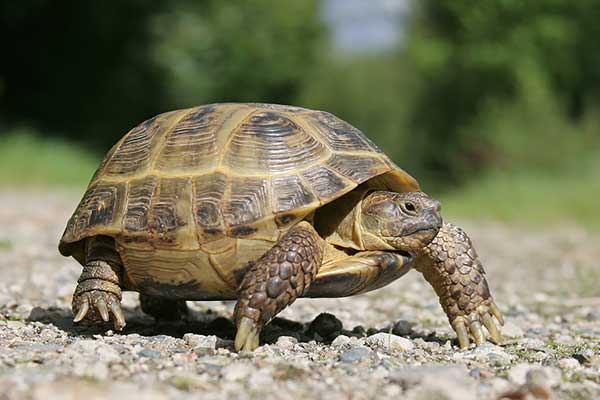 Żółw stepowy (Testudo horsfieldii)