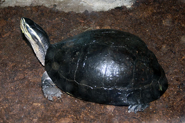 Żółw sundajski (Cuora amboinensis)