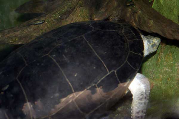 Żółw świątynny (Hieremys annandalii)