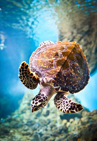 Żółw szylkretowy, bissa (Eretmochelys imbricata)