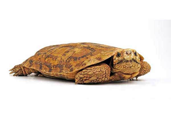 Żółw Torniera, żółw szczelinowy (Malacochersus tornieri)