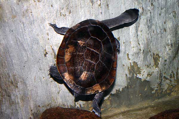 Żółw wężoszyi McCorda (Chelodina mccordi)