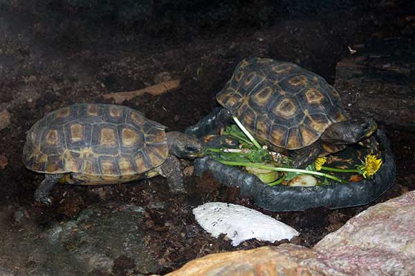 Żółw zawiasowy (Kinixys belliana)
