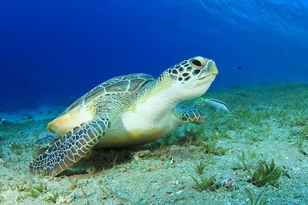 Żółw zielony, żółw jadalny (Chelonia mydas)