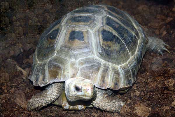 Żółw żółtogłowy (Indotestudo elongata)