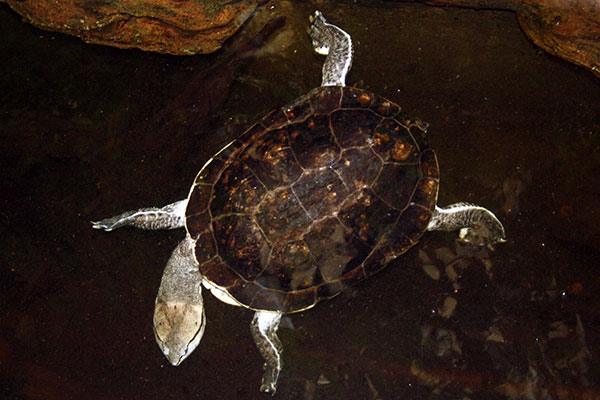Żółw zulia (Mesoclemmys zuliae)