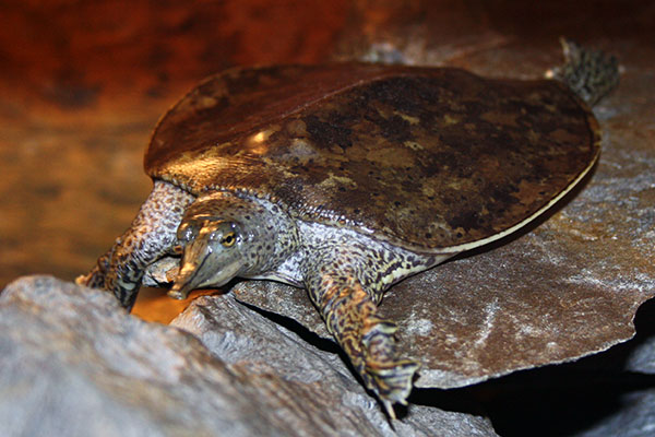 Żółwiak amerykański, żółwiak kolcowaty (Apalone spinifera)