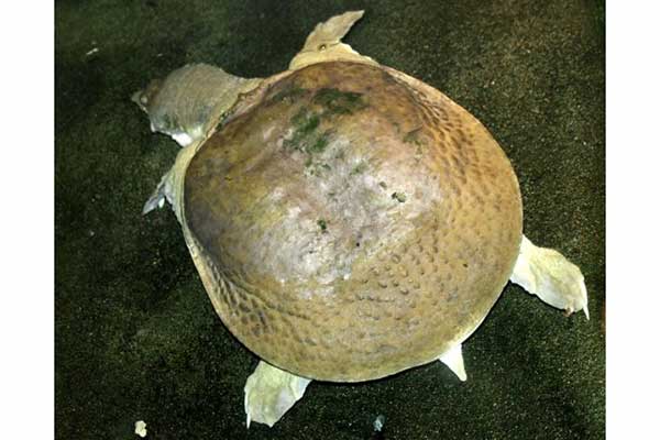 Żółwiak chiński (Pelodiscus sinensis)