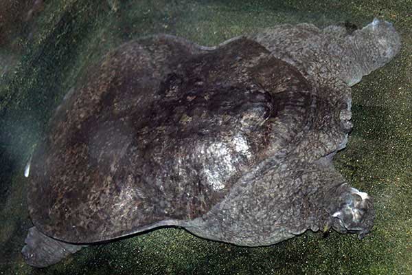Żółwiak formosański (Nilssonia formosa)