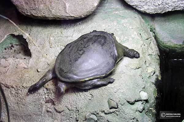 Żółwiak nubijski (Cyclanorbis elegans)