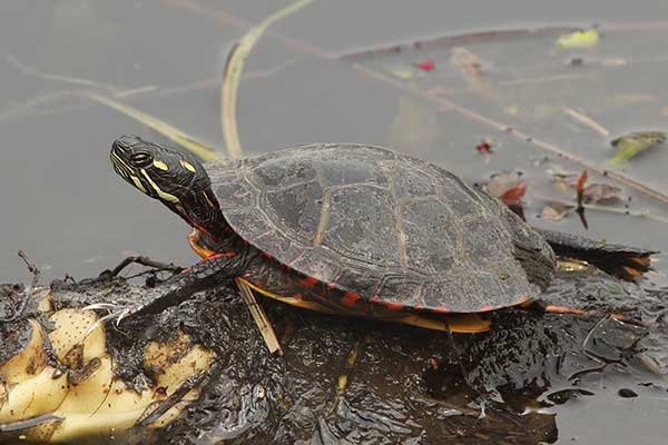 Żółwik malowany (Chrysemys picta)