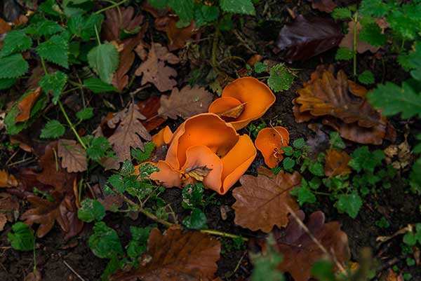 Dzieżka pomarańczowa (Aleuria aurantia)