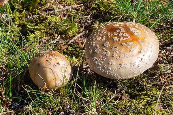 Muchomor słomkowy (Amanita franchetii)