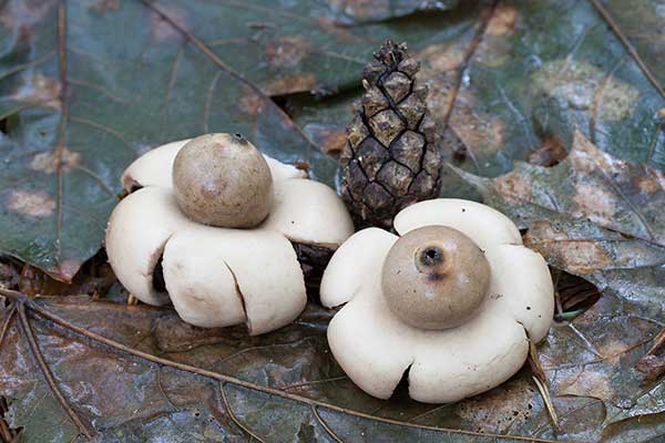 Gwiazdosz frędzelkowaty (Geastrum fimbriatum)