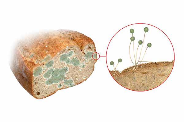 Ryzpous czerniejący (Rhizopus stolonifer)