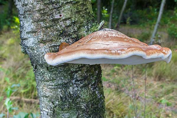 Białoporek brzozowy, porek brzozowy (Piptoporus betulinus)