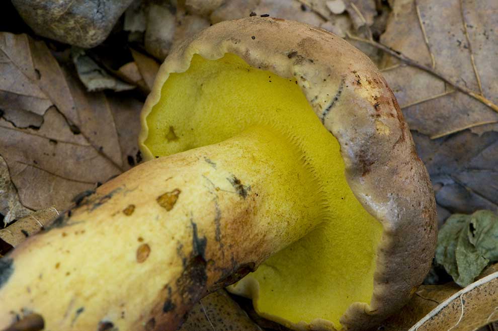borowik omglony (Boletus pulverulentus)