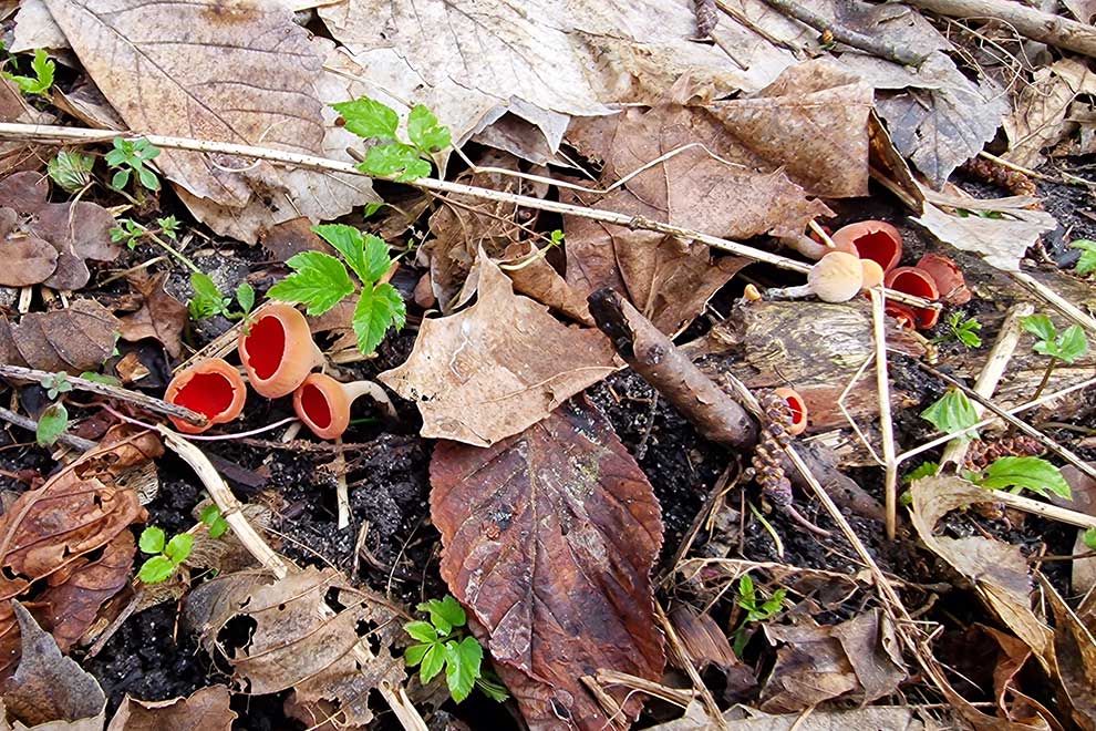 czarka szkarłatna (Sarcoscypha coccinea)