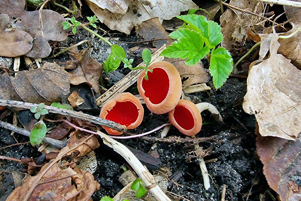 czarka szkarłatna (Sarcoscypha coccinea)