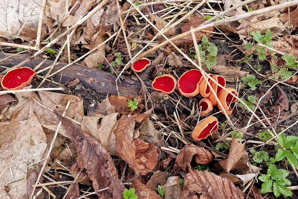 czarka szkarłatna (Sarcoscypha coccinea)