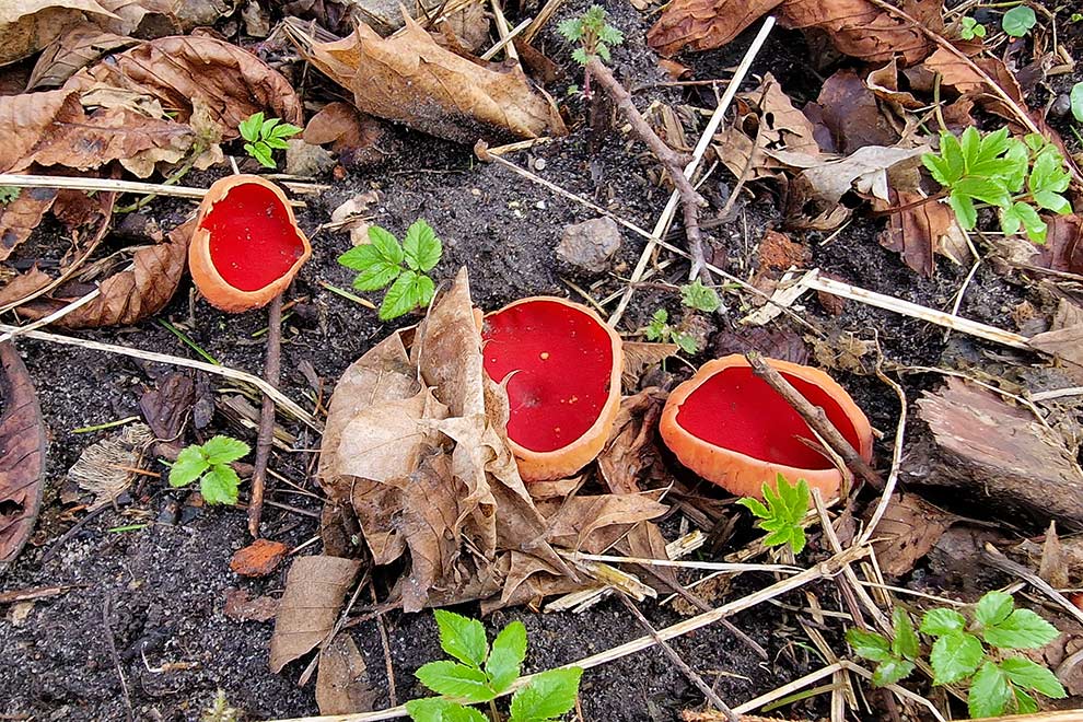czarka szkarłatna (Sarcoscypha coccinea)