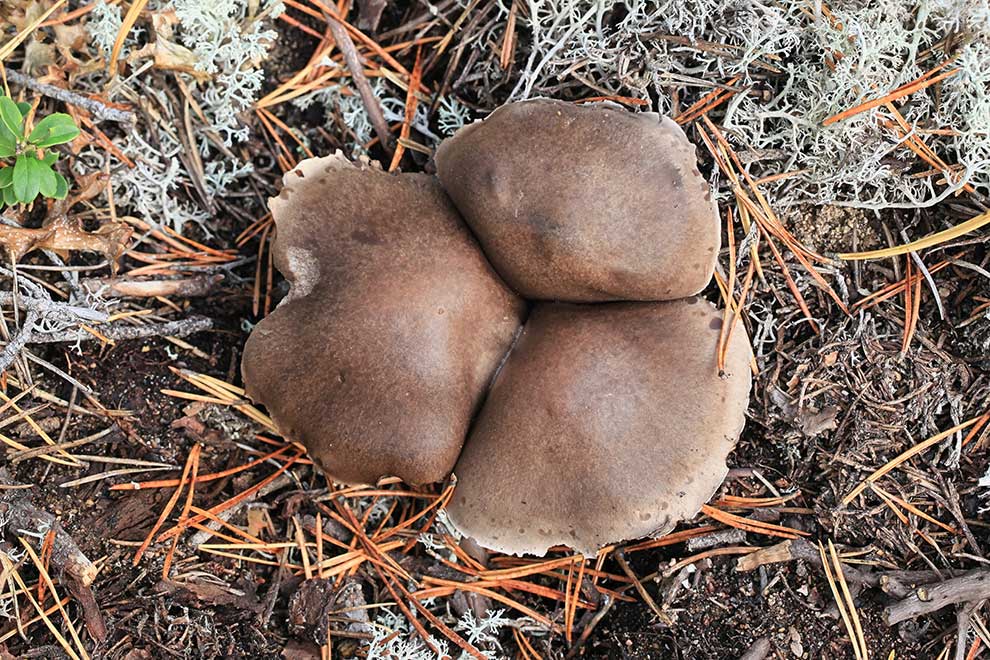 gąska mydlana (Tricholoma saponaceum)