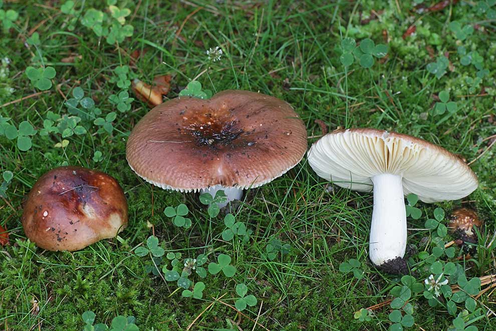 gołąbek jadalny, gołąbek wyborny (Russula vesca)