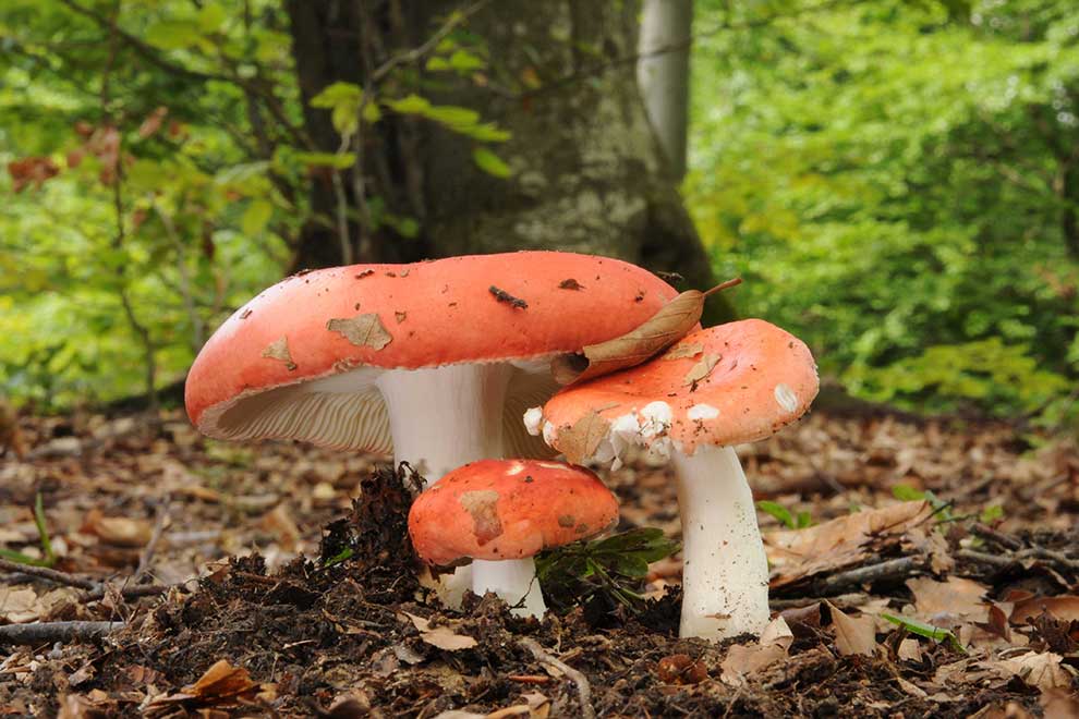 Gołąbek wymiotny Medianauka.pl